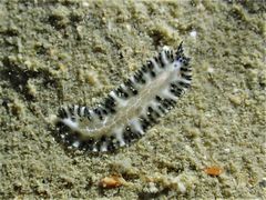Maritigrella fuscopunctata