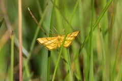 Idaea aureolaria