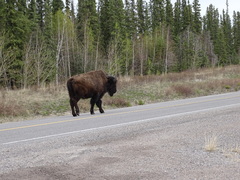 Bison bison athabascae
