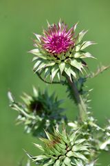 Carduus nutans leiophyllus