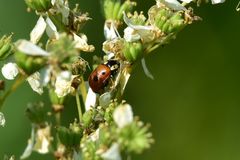 Cryptocephalus cordiger