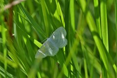 Scopula subpunctaria