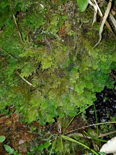 Trichocolea rigida