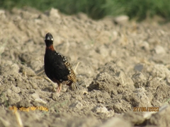 Francolinus francolinus