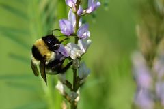 Bombus cullumanus