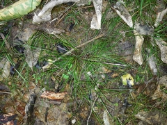 Isolepis reticularis
