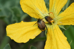 Strigoderma sulcipennis