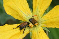 Strigoderma sulcipennis