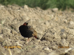 Francolinus francolinus