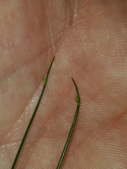 Isolepis reticularis