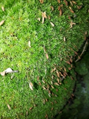 Leptostomum inclinans