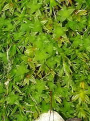 Leptostomum inclinans