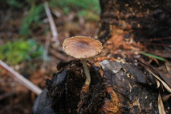 Pluteus