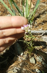 Orthocarpus cuspidatus