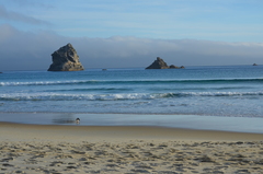 Eudyptes pachyrhynchus