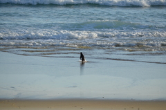 Eudyptes pachyrhynchus