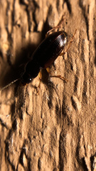 Stenolophus ochropezus