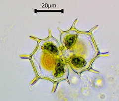 Xanthidium cristatum
