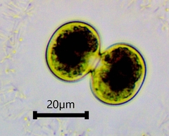 Cosmarium contractum
