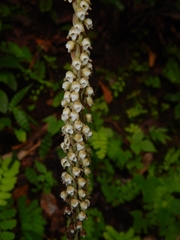 Peristylus plantagineus