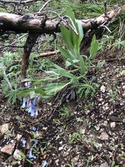 Mertensia oblongifolia