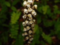 Peristylus plantagineus