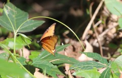 Danaus chrysippus dorippus