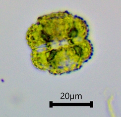 Cosmarium ornatum