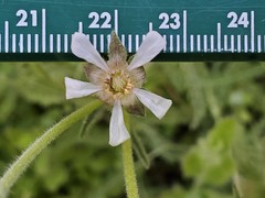 Horkeliella purpurascens