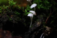Mycena