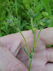 Horkeliella purpurascens