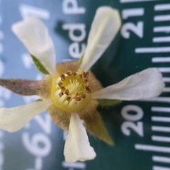 Horkeliella purpurascens