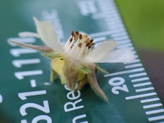 Horkeliella purpurascens