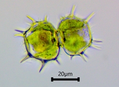 Xanthidium cristatum