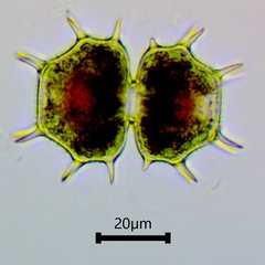 Xanthidium cristatum