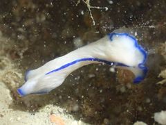 Pseudoceros concinnus