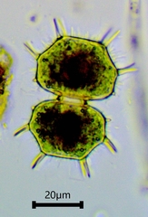 Xanthidium cristatum