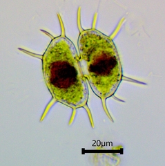 Xanthidium antilopaeum