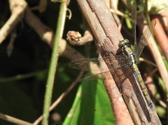Orthetrum glaucum