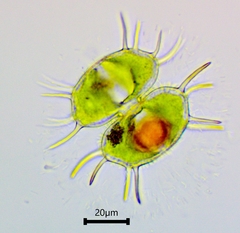 Xanthidium antilopaeum