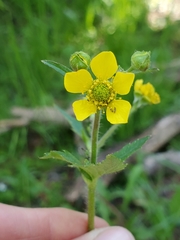 Geum macrophyllum macrophyllum