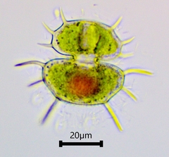 Xanthidium antilopaeum