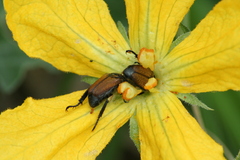 Strigoderma sulcipennis