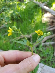 Geum macrophyllum macrophyllum