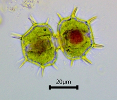 Xanthidium cristatum