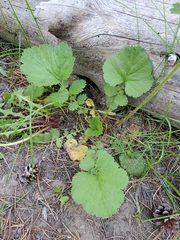 Geum macrophyllum macrophyllum