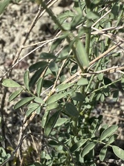 Dalea ornata