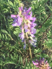 Astragalus bisulcatus