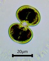 Cosmarium contractum