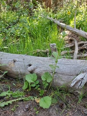 Geum macrophyllum macrophyllum